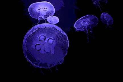 1024-jellyfish