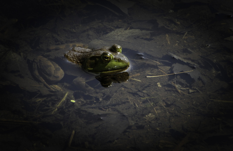 frog_02.jpg
