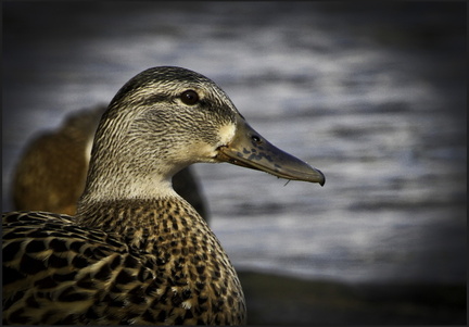 duck 05