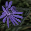 flower 02