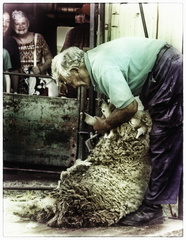 sheep 01